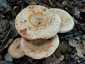 Vöröstejű rizike (Lactarius sanguifluus), Budai-hegység